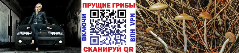 где продают наркотики  Кирово-Чепецк  Галлюциногенные грибы прущие грибы 