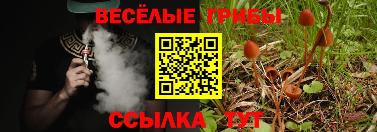 Галлюциногенные грибы Psilocybe Кирово-Чепецк